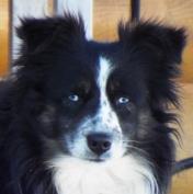 schafferts blue grass harley davidson