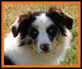 blue eyed blue merle mini aussie-blue eyed tri
Ghost Eye Bandit