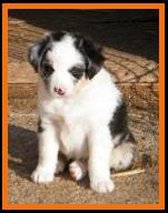 blue eyed blue merle mini aussie - blue eyed tri
Ghost Eye Bandit