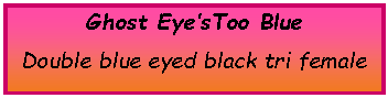 Text Box: Ghost Eye’sToo BlueDouble blue eyed black tri female