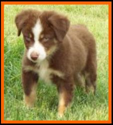 blue eyed red tri BET mini aussie- Faith Farms Ghost Eye's Inzanely Blue - Packetranch- Sask., Canada