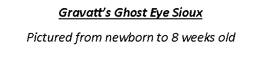 Text Box: Gravatt’s Ghost Eye SiouxPictured from newborn to 8 weeks old
