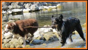 black tri female miniature australian shepherd
Bred by Ghost Eye Mini Aussies