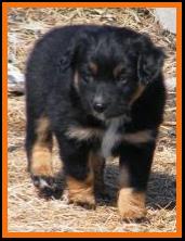 pup 4 @ 6 1/2 weeks old-black tri mini aussie female-miniature australian shepherd female black tri pup for sale in Sask. Canada.