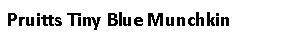 Text Box: Pruitts Tiny Blue Munchkin