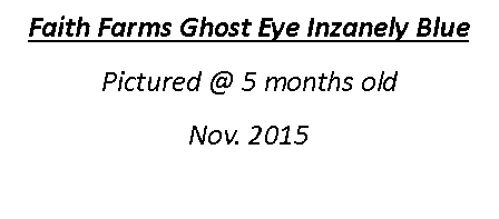 Text Box: Faith Farms Ghost Eye Inzanely BluePictured @ 5 months oldNov. 2015