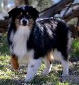 Rustic Lace Cowboy- Black tri Toy Aussie- sire of Caveness Ghost Eye Lil Red Okie