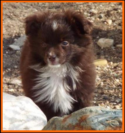 Caveness Ghost Eye's Lil Red Okie- tiny red tri toy aussie-bet aussie lines- Ghost Eye Mini Aussies- packetranch.com- Sask., Canada