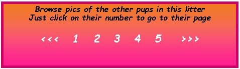 Text Box: Browse pics of the other pups in this litter
Just click on their number to go to their page
<<< 1 2 3 4 5 >>>