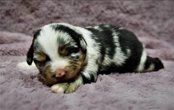 blue eyed red tri miniature australian shepherd-bet-Schafferts Ghost Eye Gus-1 yr