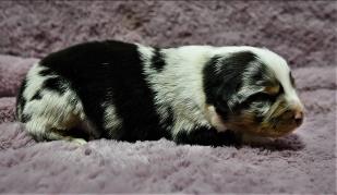 double blue eyed red tri Miniature Australian Shepherd
Ghost Eye Mini Aussies
