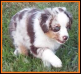 blue eyed red merle miniature australian shepherd pup- 8 weeks old
Ghost Eye Mini Aussies- Sask., Canada