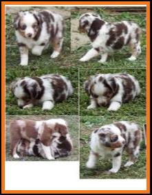 blue eyed red merle miniature australian shepherd pup- bet lines- 6 weeks old
Ghost Eye Mini Aussies- Sask., Canada
