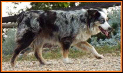 Cedar Crest Ghost Eye Jessie- Aug. 2014
Blue merle miniature australian shepherd- Ghost Eye Mini Aussies Sask., Canada.