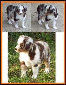 blue eyed red merle miniature australian shepherd pup- 7 weeks old
Ghost Eye Mini Aussies, Sask., Canada