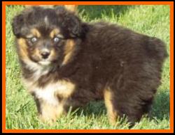 bet miniature australian shepherd- blue eyed black tri mini aussie