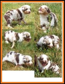 blue eyed blue merle harlequin male miniature australian shepherd pup-bet-4 weeks
Ghost Eye Mini Aussies-Sask., Canada