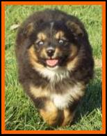 blue eyed black tri mini aussie-bet miniature australian shepherd