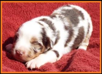 red merle harlequin male miniature australian shepherd-bet lines-2 weeks old
Ghost Eye Mini Aussies-Sask., Canada