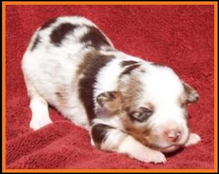 red merle harlequin male miniature australian shepherd-bet lines-2 weeks old
Ghost Eye Mini Aussies-Sask., Canada