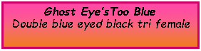 Text Box: Ghost Eye�sToo BlueDouble blue eyed black tri female&nbsp;