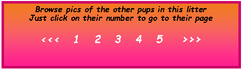 Text Box: Browse pics of the other pups in this litterJust click on their number to go to their page<<<   1   2   3   4   5    >>>