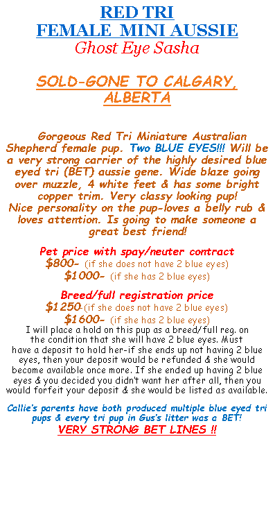 Text Box: RED TRI  FEMALE  MINI AUSSIE Ghost Eye Sasha  SOLD-GONE TO CALGARY, ALBERTA&nbsp;  Gorgeous Red Tri Miniature Australian Shepherd female pup. Two BLUE EYES!!! Will be a very strong carrier of the highly desired blue eyed tri (BET) aussie gene. Wide blaze going over muzzle, 4 white feet & has some bright copper trim. Very classy looking pup!Nice personality on the pup-loves a belly rub & loves attention. Is going to make someone a great best friend!&nbsp;Pet price with spay/neuter contract $800- (if she does not have 2 blue eyes)$1000- (if she has 2 blue eyes)&nbsp;Breed/full registration price$1250-(if she does not have 2 blue eyes)$1600- (if she has 2 blue eyes)I will place a hold on this pup as a breed/full reg. onthe condition that she will have 2 blue eyes. Musthave a deposit to hold her-if she ends up not having 2 blue eyes, then your deposit would be refunded & she would become available once more. If she ended up having 2 blue eyes & you decided you didn�t want her after all, then you would forfeit your deposit & she would be listed as available.&nbsp;Callie�s parents have both produced multiple blue eyed tri pups & every tri pup in Gus�s litter was a BET!VERY STRONG BET LINES !! 