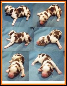 blue eyed red merle harlequin miniature australian shepherd male pup-bet
Ghost Eye Mini Aussie- Sask., Canada
