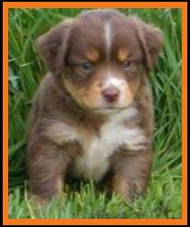 past pup red tri pup pic 19