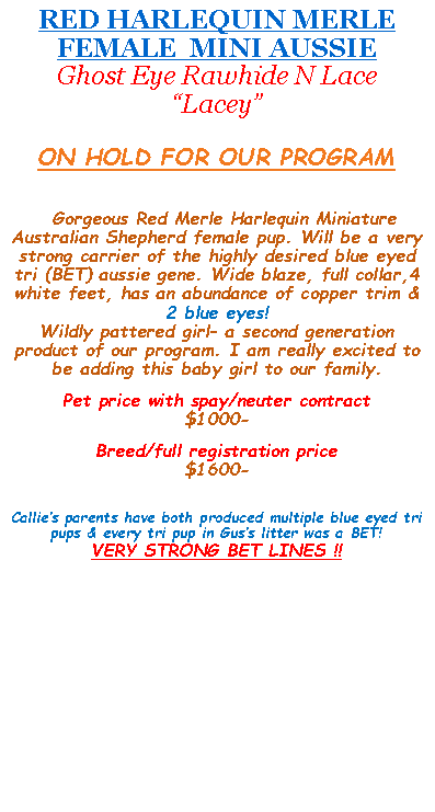 Text Box: RED HARLEQUIN MERLE FEMALE  MINI AUSSIE Ghost Eye Rawhide N Lace�Lacey�  ON HOLD FOR OUR PROGRAM&nbsp;  Gorgeous Red Merle Harlequin Miniature Australian Shepherd female pup. Will be a very strong carrier of the highly desired blue eyed tri (BET) aussie gene. Wide blaze, full collar,4 white feet, has an abundance of copper trim & 2 blue eyes!Wildly pattered girl� a second generation product of our program. I am really excited to be adding this baby girl to our family. &nbsp;Pet price with spay/neuter contract $1000- &nbsp;Breed/full registration price$1600- &nbsp;Callie�s parents have both produced multiple blue eyed tri pups & every tri pup in Gus�s litter was a BET!VERY STRONG BET LINES !! 