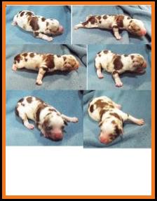 blue eyed red merle harlequin miniature australian shepherd male pup-bet
Ghost Eye Mini Aussie- Sask., Canada