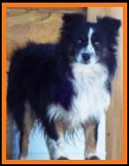 bet mini aussie- blue eyed black tri miniature australian shepherd male
Wild Oaks Ima Lil Texas standing at Ghost Eye Mini Aussies- Packetranch- Sask., Canada