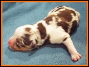 blue eyed red merle harlequin miniature australian shepherd male pup-bet
Ghost Eye Mini Aussie- Sask., Canada