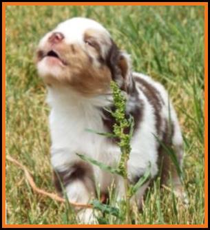 blue eyed blue merle harlequin male miniature australian shepherd pup-bet-4 weeks
Ghost Eye Mini Aussies-Sask., Canada