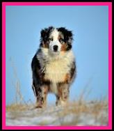 blue eyed red merle miniature australian shepherd pup- 8 weeks old
Ghost Eye Mini Aussies- Sask., Canada