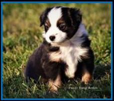 blue eyed blue merle harlequin male miniature australian shepherd pup-bet-4 weeks
Ghost Eye Mini Aussies-Sask., Canada