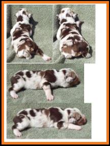 red merle harlequin miniature australian shepherd-1 week
Ghost Eye Mini Aussie- Sask., Canada