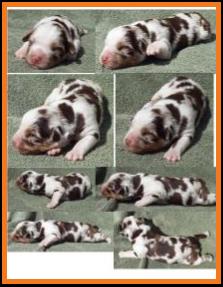 red merle harlequin miniature australian shepherd-1 week
Ghost Eye Mini Aussie- Sask., Canada