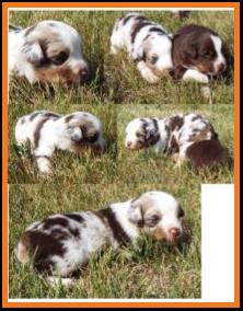 blue eyed red merle harlequin miniature australian shepherd- 3weeks old
Ghost Eye Mini Aussies-Sask., Canada