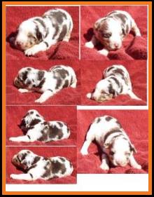 red merle harlequin male miniature australian shepherd-bet lines-2 weeks old
Ghost Eye Mini Aussies-Sask., Canada