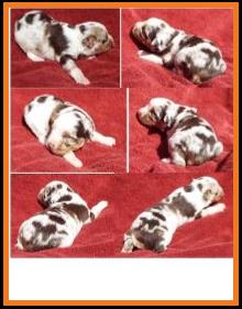 red merle harlequin male miniature australian shepherd-bet lines-2 weeks old
Ghost Eye Mini Aussies-Sask., Canada