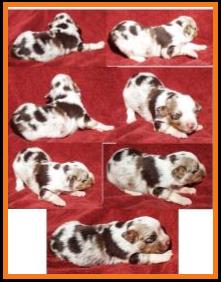red merle harlequin male miniature australian shepherd-bet lines-2 weeks old
Ghost Eye Mini Aussies-Sask., Canada