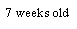 Text Box: 7 weeks old