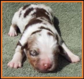 red merle harlequin miniature australian shepherd-1 week
Ghost Eye Mini Aussie- Sask., Canada