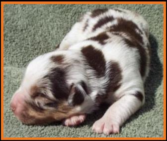 red merle harlequin miniature australian shepherd-1 week
Ghost Eye Mini Aussie- Sask., Canada