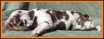 red merle harlequin miniature australian shepherd-1 week
Ghost Eye Mini Aussie- Sask., Canada