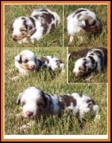blue eyed red merle harlequin miniature australian shepherd- 3weeks old
Ghost Eye Mini Aussies-Sask., Canada