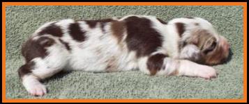 red merle harlequin miniature australian shepherd-1 week
Ghost Eye Mini Aussie- Sask., Canada