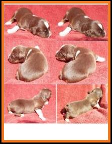 blue eyed red tri miniature australian shepherd female pup-bet gene-2 weeks old
Ghost Eye Mini Aussies-Sask., Canada