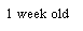 Text Box: 1 week old